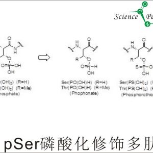 磷酸化多肽|多肽磷酸化修饰|T(PO3H2)S(PO3H2)Y(PO3H2) peptide